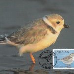 Piping Plover Maximum Card - 10c stamp