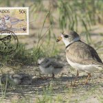 Piping Plover Maximum Card - 50c stamp