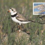 Piping Plover Maximum Card - 70c stamp