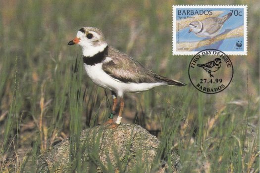 Piping Plover Maximum Card - 70c stamp