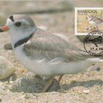 Piping Plover Maximum Card - 45c stamp